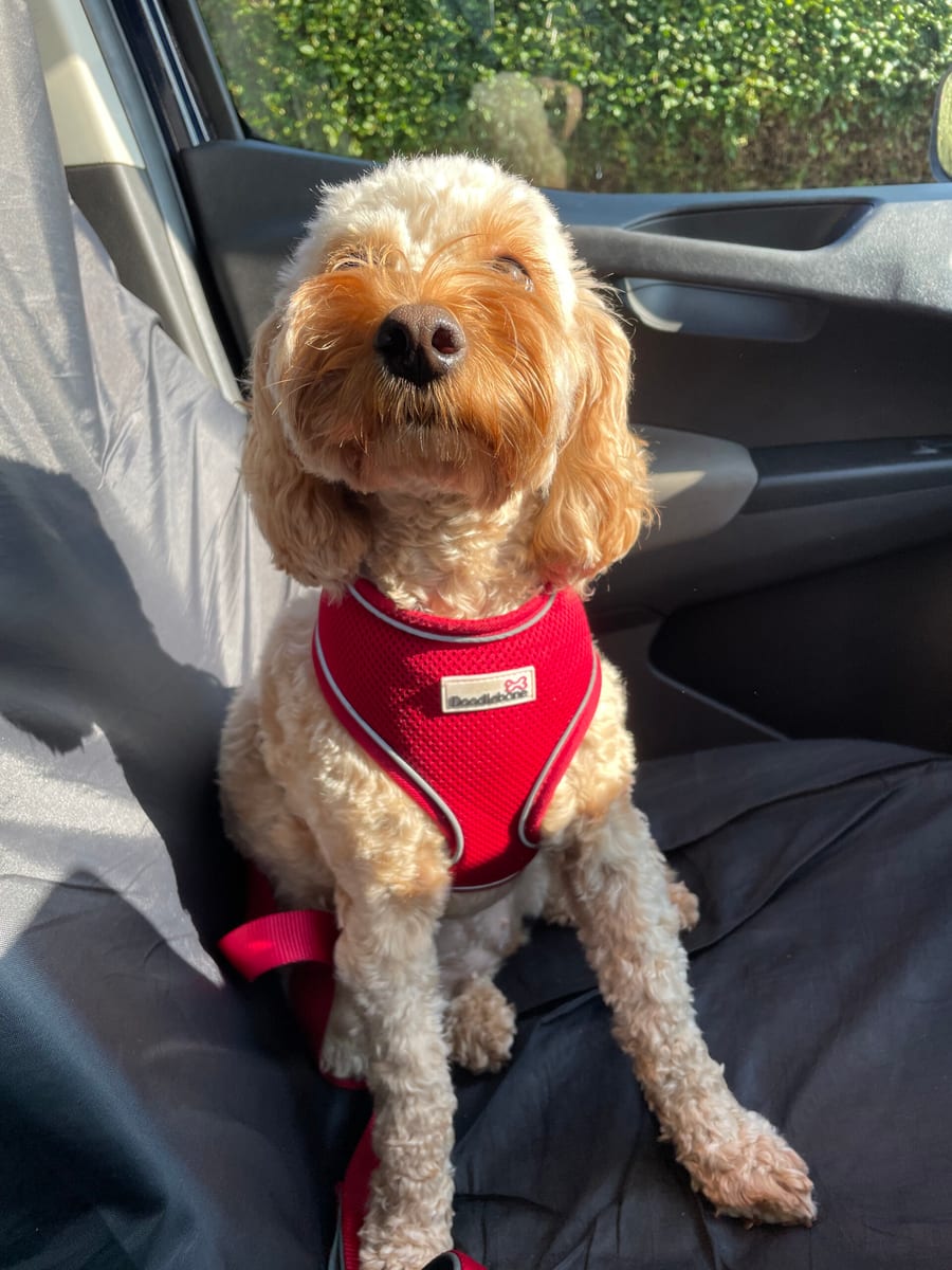 A cockapoo in a harness sitting in the back of the car
