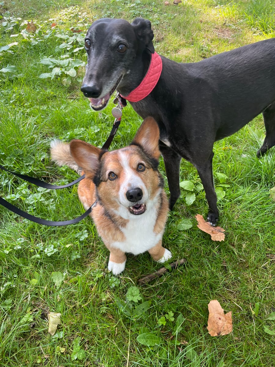 A greyhound and a corgi out together on the grass