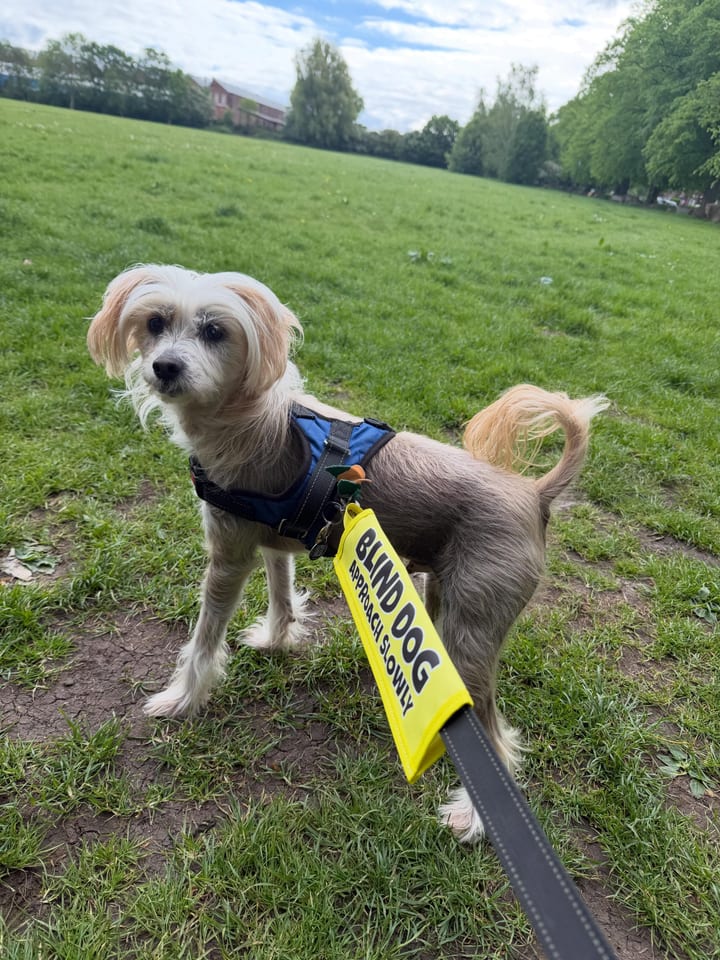 A small terrier in a blind dog harness out in the park