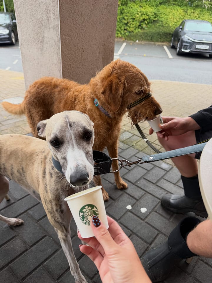 A whippet and a red terrier sharing a puppuccino