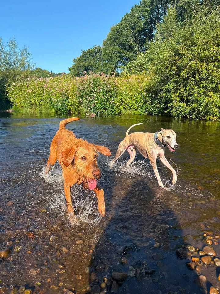Two dogs splashing through a river