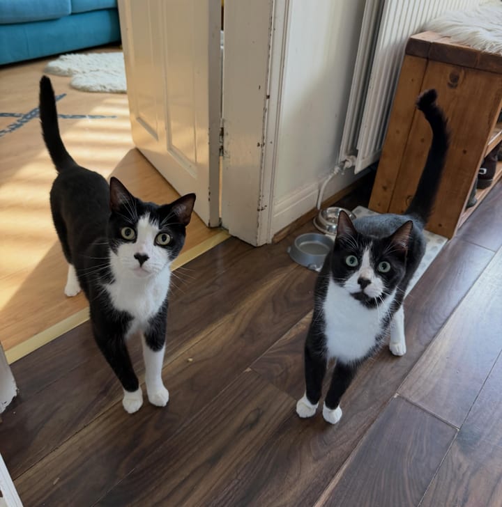 Two tuxedo cats waiting by their bowls