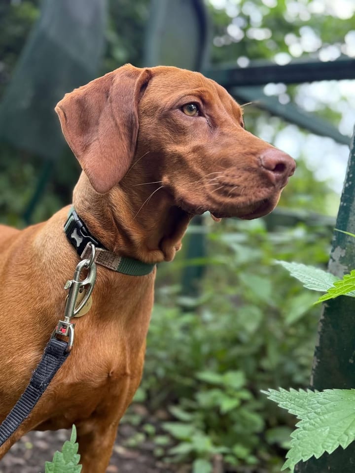 A vizsla out on a walk